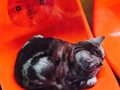 -猫咪博物馆(顶澳仔猫街店)