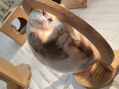-momokira米努特·德文卷毛猫·棉花面纱犬
