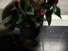 -涟LIAN·泰式按摩·MASSAGE·SPA(深业上城店)