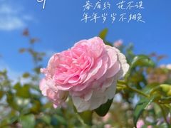 -立新湖公园