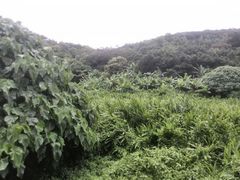 android_upload_pic-南丫岛