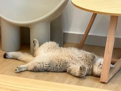 -有喵·猫咖·狗咖·30几只猫10只小狗(岗厦店)