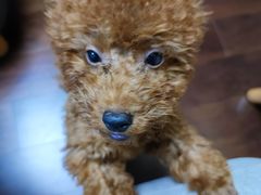 -翊宠yipet猫狗购宠庄园犬舍•猫舍