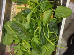 -古彭7只羊·招牌白串·碳锅羊肉旗舰店