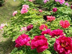 -合肥三国新城遗址公园