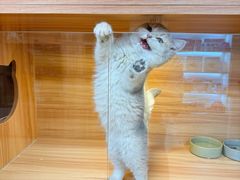 -猫十亿·布偶金渐层·曼基康矮脚猫舍(青年路店)