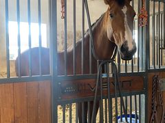 -北京群众马术培训基地