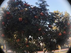 -哈尔滨音乐公园