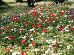 -上海鲜花港