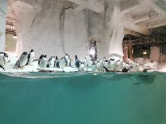 -大连圣亚海洋世界