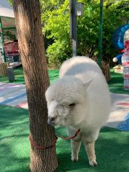 -萌宠亲子动物乐园(槐房万达店)