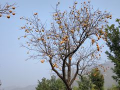 -大岭沟猕猴桃谷风景区