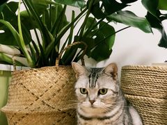 -芭比堂动物医院·犬猫全科·异宠专科(雁塔分院)
