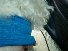 -爱侣宠医·鹦鹉专科·小型哺乳类·异宠专科(灵石路店)