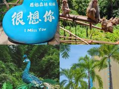 -西双版纳原始森林公园