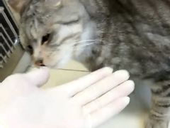 -纳吉亚猫专科动物医院博雅分院