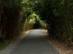 -华侨城湿地公园