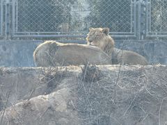 -石家庄市动物园