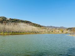 -千年银杏谷文化旅游区