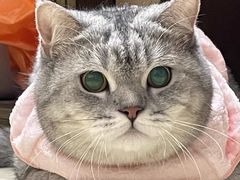 -萌宠之家·腊肠犬·马尔泰·小体犬舍