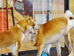 -南京Hallo宠物乐园·哈罗犬舍·柴犬繁育基地