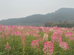-径山花海