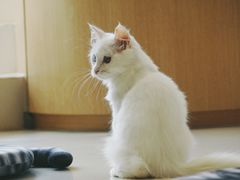 -飞行喵MR PILOT|猫舍·猫咖(静安大融城店)