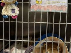-伟伟宠物医院·CT影像中心·瑞派犬猫综合性门诊(汉口总院)