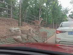 -秦皇岛野生动物园