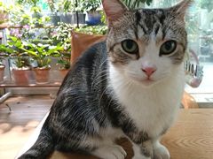 -李小姐の猫咖啡馆(五角场店)