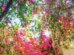 -深圳国际园林花卉博览园