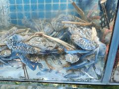 -川湘蓝天海鲜