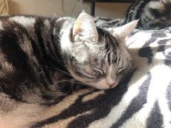 -纳吉亚猫专科动物诊疗中心(蒋宅口分院)