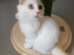 -飞行喵MR PILOT|猫舍·猫咖(静安大融城店)