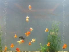 -阳澄湖费尔蒙酒店颐丰阁中餐厅(马鞍山西路店)