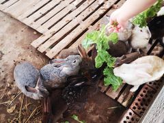 -上海多利农业发展有限公司