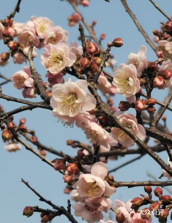 广州萝岗香雪公园、市民公园白梅盛开浑似雪，清香扑鼻惹