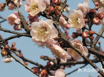 广州萝岗香雪公园、市民公园白梅盛开浑似雪，清香扑鼻惹