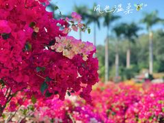 -莲花山公园