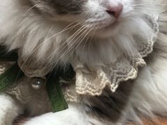 -MOCHA明星猫咖(田子坊店)