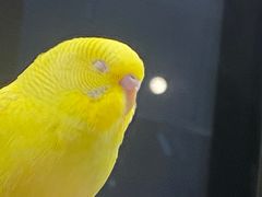 -怪兽屋·羊驼·猫咖·狗咖(俊华广场店)