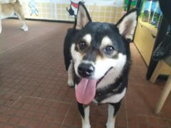 -柴犬高等学院·狗咖·柴犬售卖·宠物训练