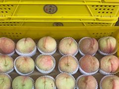 -老袁家蜜桃农场·阳山水蜜桃