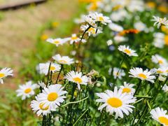 -永定河休闲森林公园