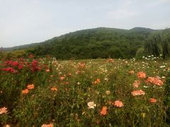 -龙寺生态园