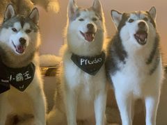 -Husky Go! 哈士奇体验馆·宠物咖啡厅狗咖