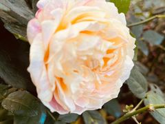 -光明清汤羊(宝业路店)