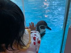 -帝企鹅自助餐厅•儿童岛•真企鹅(长隆企鹅酒店)