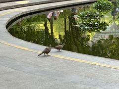 -常州古运河南大街文化旅游区-人民公园