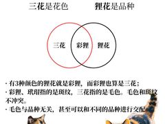 -翊宠yipet猫狗购宠庄园犬舍•猫舍